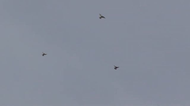 игра метиса лениноканец + турок смотреть онлайн