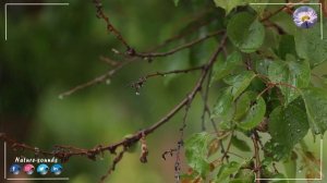 Вальс дождя! Эта музыка НЕОБЫКНОВЕННО красивая, заста?