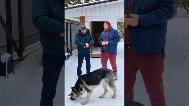 Коррекция поведения собаки. Алматы+77075299363 Wots'app Мурат.