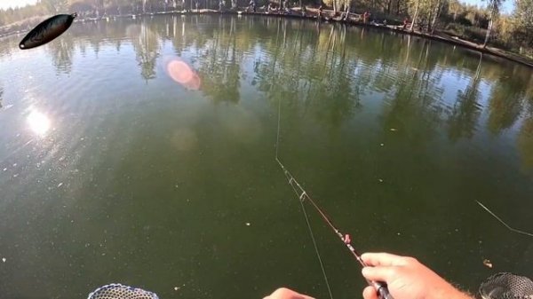 Работа спиннинга Norstream Troutist-x TRXS-662ul на спортивной форе?