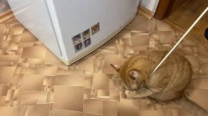 Рыжик нашел мышку