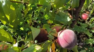 Новый сорт персика Экстрим 725(Extreme® 725(Испания))