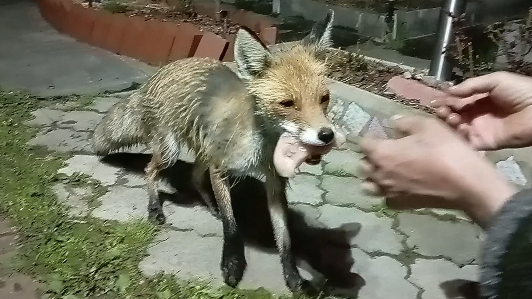 (1024) Лиса приходит в гости. Май 2025 смотреть онлайн