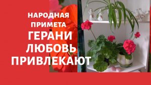 КРАСНАЯ ГЕРАНЬ ЛЮБОВЬ ПРИВЛЕКАЕТ Народная примета.