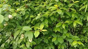 КОГДА МИР СНОВА СТАНОВИТСЯ ЯРКИМ.