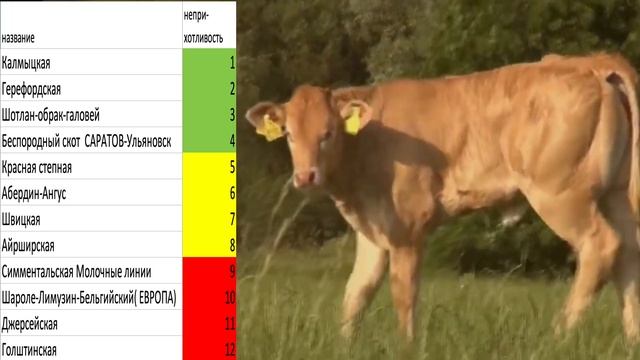 Лучшие породы КРС в мире сравнение пород коров породы смотреть онлайн