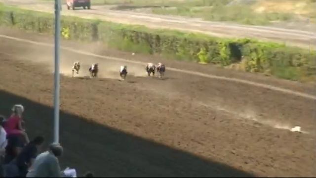 Greyhound Racing In Rostov-on-Don. Race 14. 19.09.2010 Приз 