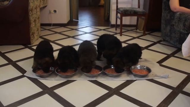 Щенки немецкой овчарки