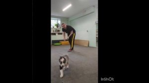 Дрессировка щенка. Первое занятие с борд-колли. Двухме