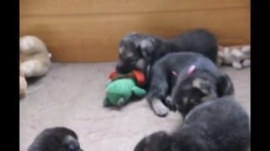 Щенки Восточноевропейской овчарки 2, продажа