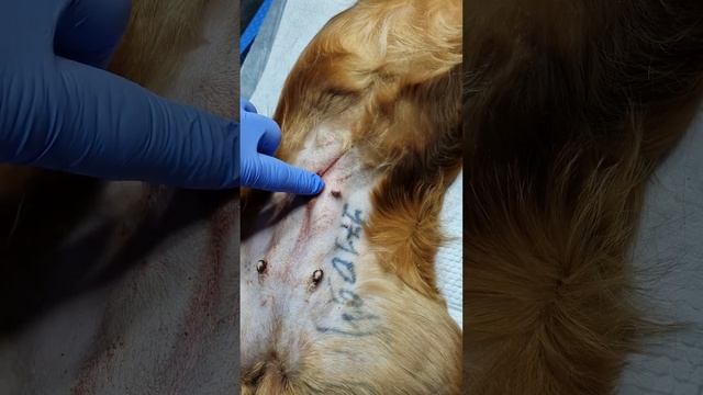 Как проходит операция по стерилизации собак и кошек. К