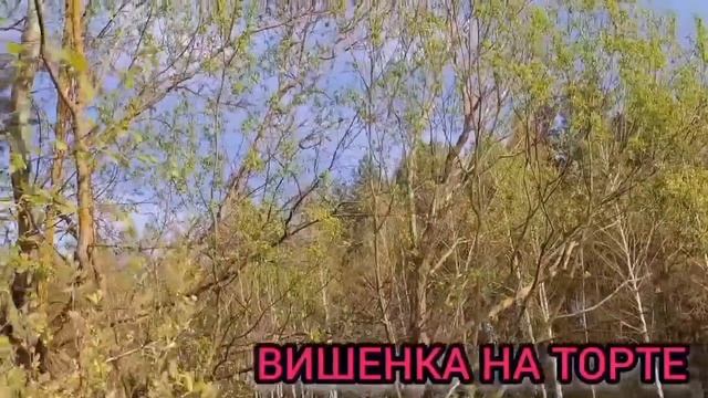 КАК ГИЕНЫ! МЫ ПОМНИМ ВСЕ! ОЛЬГА УРАЛОЧКА LIVE. ОБЗОР. смотреть онлайн