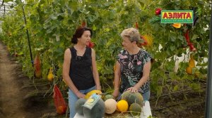 АГРОТЕХНИКА ВЫРАЩИВАНИЯ АРБУЗА и ДЫНИ в Средней полос