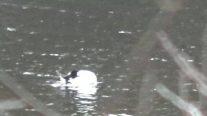 Ранняя весна 2025г #9 Охота на уток