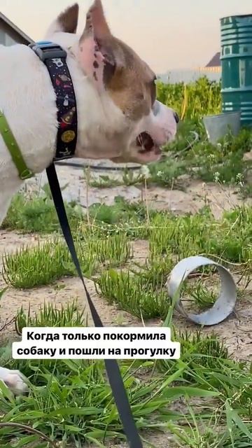 Стаффорд вегетарианец #staff #shorts #amstaff смотреть онлайн