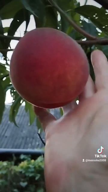 Персик#дача #огород #Беларусь#сад #красота#осень смотреть онлайн