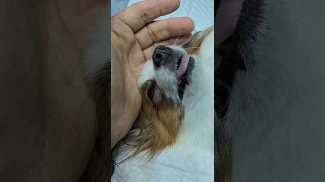 Папильон Сенди приехала на операцию по стерилизации ?