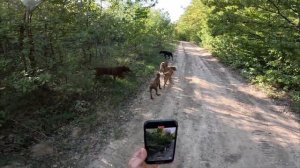 Прогулка на мотоцикле с Питбулями и Нападение Питбуле