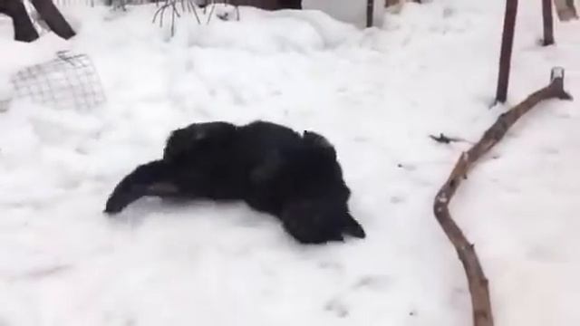 Кьянти Немецкая овчарка в добрые руки