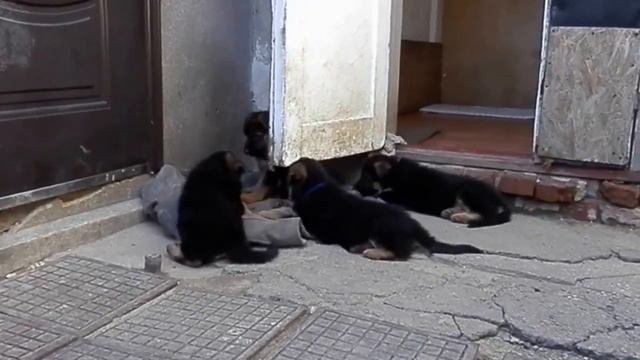 Щенки немецкой овчарки  1,5 мес.Одесса.