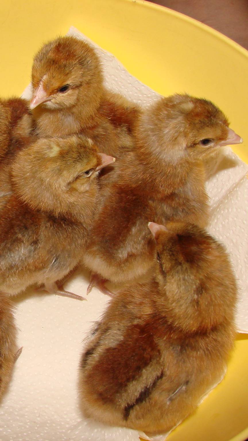 Цыплята Билефельдер