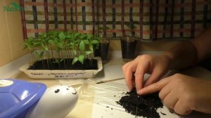 Пикировка перцев в пелёнки - 7 дач