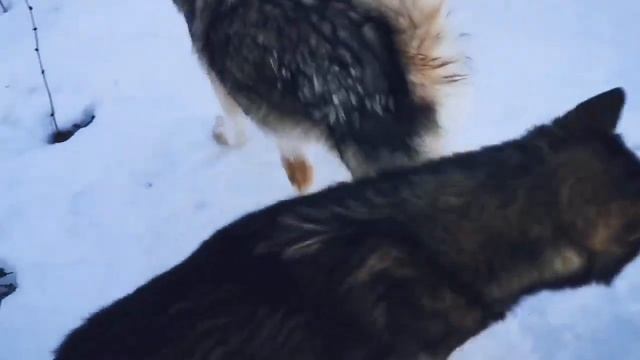 Маламуты и воламуты на Севере