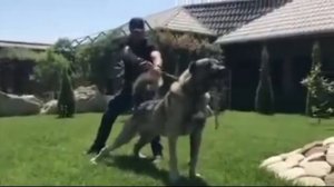 алабай против кангал