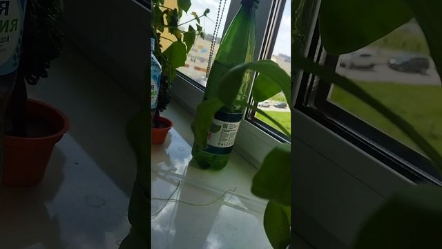 Мой домашний огород.