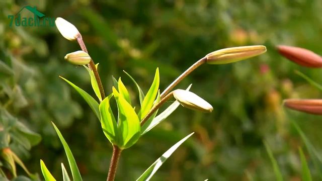 Фэншуй на даче - 7 дач