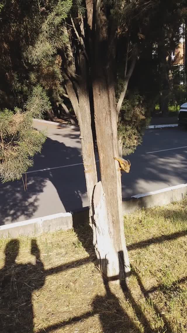 смешная проказница 🤣 вот классный белочёнок. смотреть онлайн