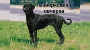 виды овчарок часть 1