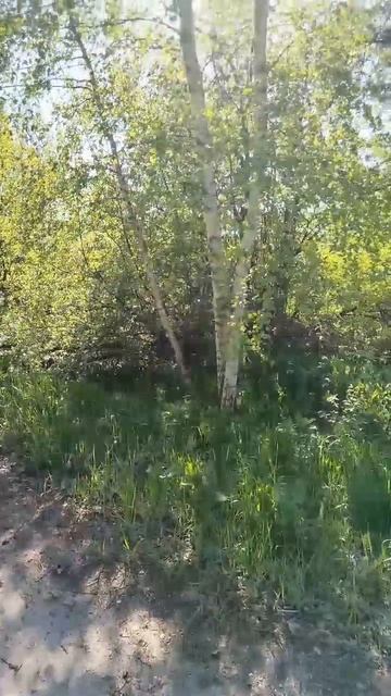 Пение птиц 🐦 🥰 смотреть онлайн