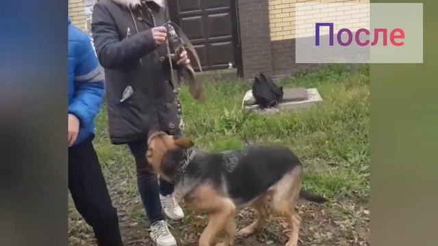 Жила в клетке и в наморднике 😱/Очень агрессивная овча