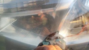 Мойка фар изнутри без разбора.Очистка фары (стекла, пл?