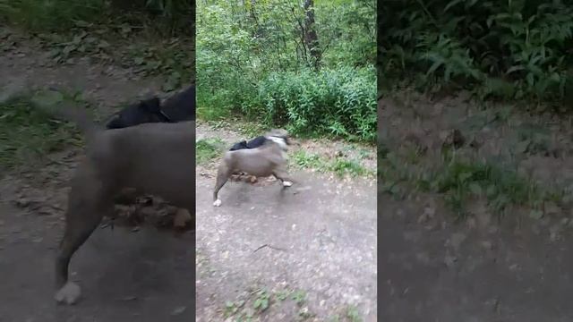 Ягдтерьер и питбуль смотреть онлайн