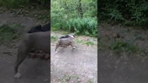 Ягдтерьер и питбуль