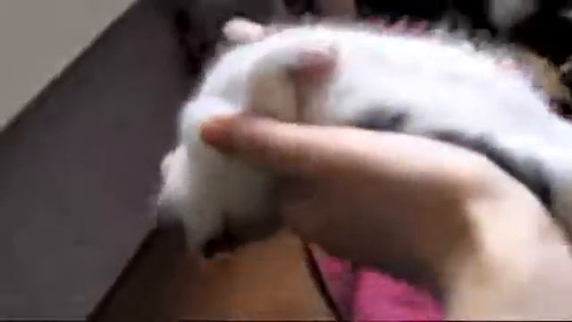 самые прикольные котики смотреть онлайн