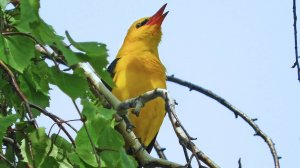 ПЕНИЕ ПТИЦ . ИВОЛГА 🐦