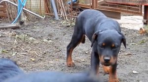 Rottweiler. Щенки ротвейлера современного типа, 4 месяца.Odess