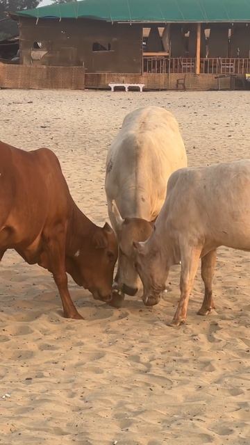 Коровы в Индии играют с кокосом смотреть онлайн