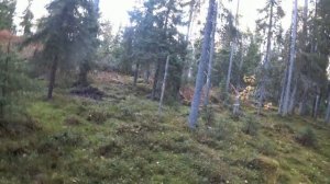 Охота по боровой дичи с Карело финской лайкой