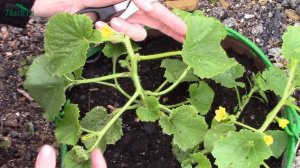 Выращивание дыни и тыквы: как правильно сформировать растение - 7 дач