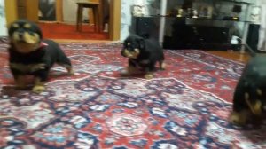 Щенки ротвейлера Гранд Энималс 26 дней