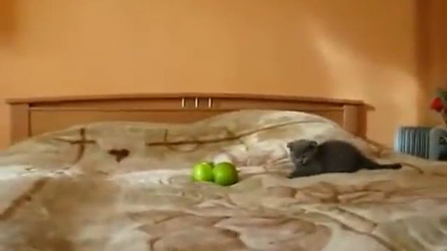 Прикол Котёнок против двух зелёных чудищ смотреть онлайн