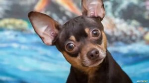 Русский Той-Терьер всё о породе. Плюсы и минусы - видео