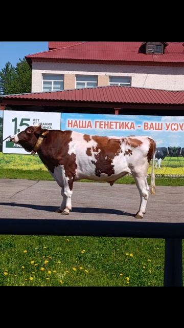 Выводка быков ГЦВ #возьмемдобром😁 #велесзоо #племпредприятие #гцв