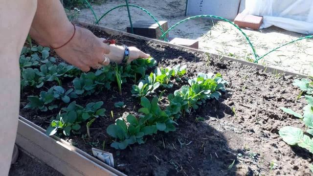 ВСЕ Сожгла Деревья Вишни посадила КАРТОШКА ПОЯВИЛАСЬ Вкусный завтрак из своего огорода смотреть онлайн