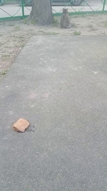 Кошка обиделась и не стала есть, а не обидчивые голуби смотреть онлайн