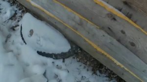 Фундамент из покрышек не заглубленный в -35 Мороза //Вым